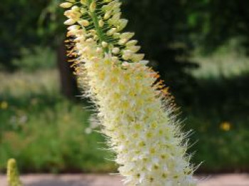 Himalaja-Steppenkerze 'Tropical Dream', Eremurus x isabellinus 'Tropical Dream', Containerware