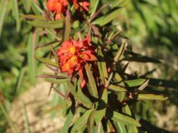 Himalaja Wolfsmilch &#8218;Fireglow&#8216;, Euphorbia griffithii &#8218;Fireglow&#8216;, Topfware