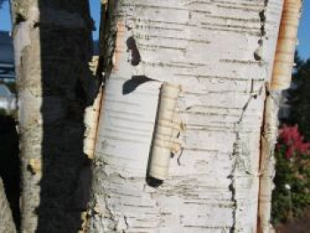 Himalajabirke, 100-150 cm, Betula utilis var. jacquemontii, Containerware