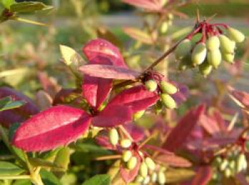 Himalaya-Berberitze, 30-40 cm, Berberis hookeri, Containerware