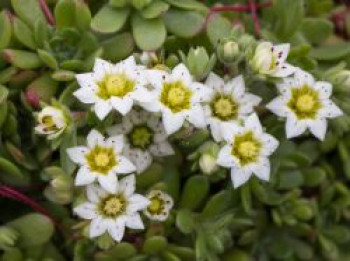 Himalaya Dickröschen, Sedum sedoides, Topfware