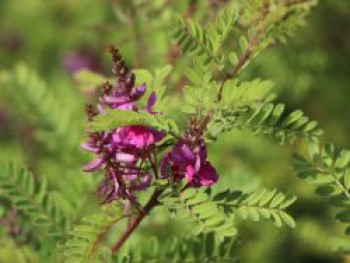 Himalaya-Indigostrauch, 30-40 cm, Indigofera heterantha 'Gerardiana', Containerware