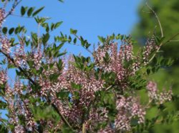 Himalaya-Indigostrauch, 30-40 cm, Indigofera heterantha, Containerware