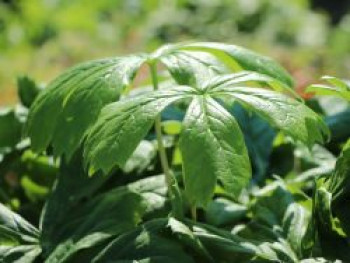 Himalaya-Maiapfel &#8218;Majus&#8216;, Podophyllum hexandrum &#8218;Majus&#8216;, Topfware