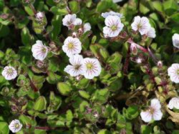 Himalaya-Schleierkraut, Gypsophila cerastioides, Topfware