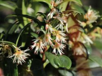 Himalaya-Schleimbeere / Duftende Schattenblume, 10-20 cm, Sarcococca hookeriana var. humilis, Containerware