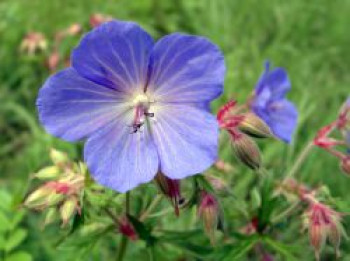 Himalaya-Storchschnabel, Geranium himalayense, Topfware