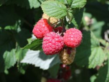 Himbeere 'Aroma Queen', 20-30 cm, Rubus idaeus 'Aroma Queen' ®, Containerware