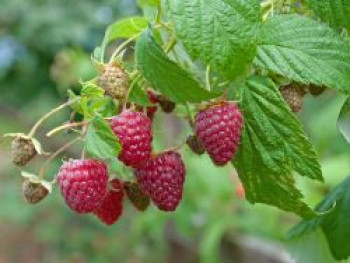 Himbeere &#8218;Autumn Best&#8216; ®, 40-60 cm, Rubus idaeus &#8218;Autumn Best&#8216; ®, Containerware