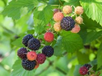 Himbeere 'Black Jewel', 20-30 cm, Rubus occidentalis 'Black Jewel', Containerware