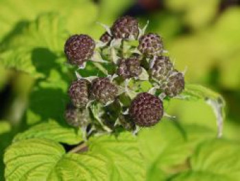 Himbeere &#8218;Black Moon&#8216;, 40-60 cm, Rubus occidentalis &#8218;Black Moon&#8216;, Containerware