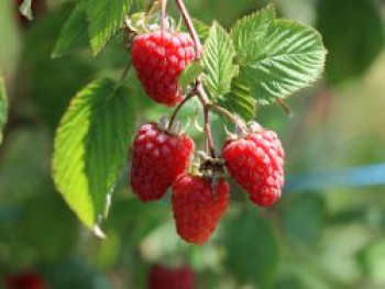 Himbeere 'Boheme', 20-30 cm, Rubus idaeus 'Boheme', Containerware
