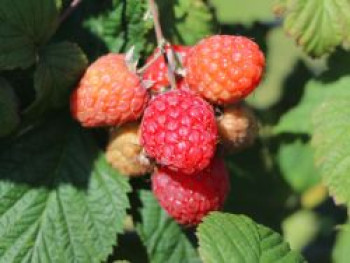 Himbeere BonBonBerry ® &#8218;Yummy&#8216;, Rubus idaeus BonBonBerry ® &#8218;Yummy&#8216;, Containerware