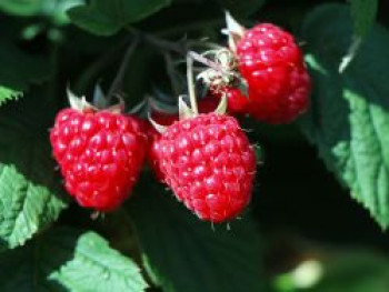 Himbeere &#8218;Elida&#8216; ® / Rafzmach (S), 40-60 cm, Rubus idaeus &#8218;Elida&#8216; ® / Rafzmach (S), Containerware