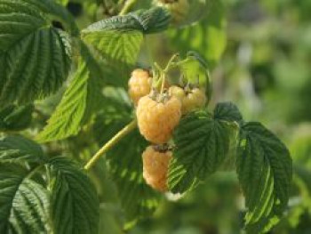 Himbeere 'Fallgold', 20-30 cm, Rubus idaeus 'Fallgold', Containerware