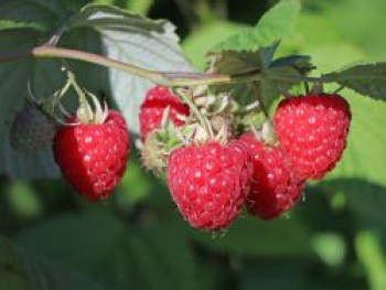 Himbeere 'Glen Ample', 20-30 cm, Rubus idaeus 'Glen Ample', Containerware