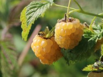 Himbeere &#8218;Golden Bliss&#8216; ®, 40-60 cm, Rubus idaeus &#8218;Golden Bliss&#8216; ®, Containerware