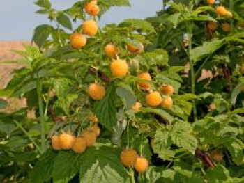 Himbeere 'Golden Everest', 20-30 cm, Rubus idaeus 'Golden Everest', Containerware