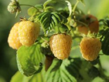 Himbeere 'Golden Queen', 20-30 cm, Rubus idaeus 'Golden Queen', Containerware