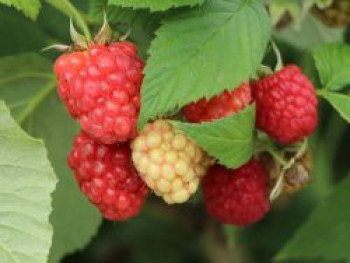 Himbeere &#8218;Korbfüller&#8216;, 40-60 cm, Rubus idaeus &#8218;Korbfüller&#8216;, Containerware