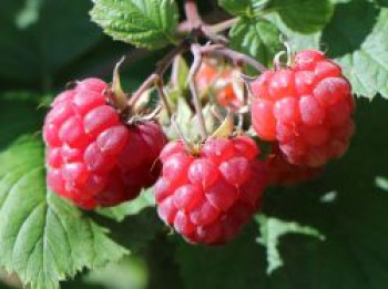 Himbeere 'Lucky Berry' ®, 40-60 cm, Rubus idaeus 'Lucky Berry' ®, Containerware