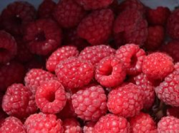 Himbeere 'Meeker', 20-30 cm, Rubus idaeus 'Meeker', Containerware