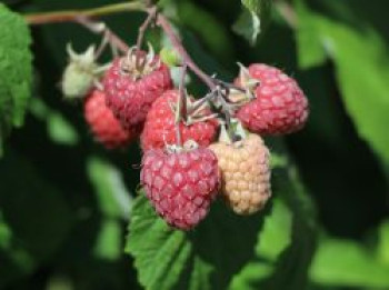 Himbeere 'Pokusa' ®, 20-30 cm, Rubus idaeus 'Pokusa' ®, Containerware