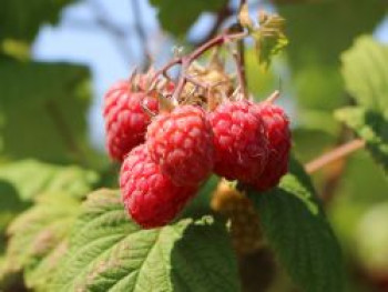 Himbeere &#8218;Polka&#8216; ®, 40-60 cm, Rubus idaeus &#8218;Polka&#8216; ®, Containerware