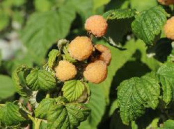 Himbeere &#8218;Poranna Rosa&#8216;, 40-60 cm, Rubus idaeus &#8218;Poranna Rosa&#8216;, Containerware