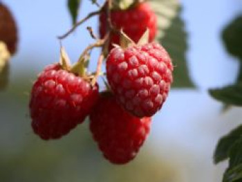 Himbeere &#8218;Preussen II&#8216;, 40-60 cm, Rubus idaeus &#8218;Preussen II&#8216;, Containerware