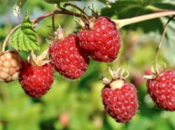 Himbeere Primeberry 'Autumn First' ®, 20-30 cm, Rubus idaeus Primeberry 'Autumn First' ®, Containerware