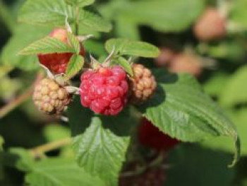 Himbeere &#8218;Rubaca&#8216;, 40-60 cm, Rubus idaeus &#8218;Rubaca&#8216;, Containerware