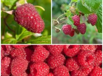 Himbeere &#8218;Saxa Record&#8216;  -S-, 40-60 cm, Rubus idaeus &#8218;Saxa Record&#8216; -S-, Containerware