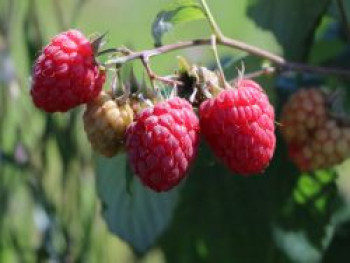 Himbeere Schlaraffia ® &#8218;Naschmich&#8216;, 40-60 cm, Rubus idaeus Schlaraffia ® &#8218;Naschmich&#8216;, Containerware