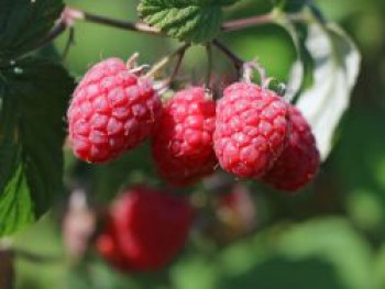 Himbeere 'Schönemann', 20-30 cm, Rubus idaeus 'Schönemann', Containerware