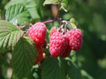 Himbeere &#8218;Summer Chef&#8216; ®, 40-60 cm, Rubus idaeus &#8218;Summer Chef&#8216; ®, Containerware