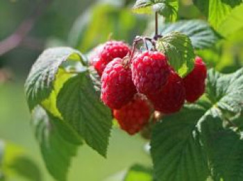 Himbeere Summer Lovers ® 'Patio Red', Rubus idaeus Summer Lovers ® 'Patio Red', Topfware