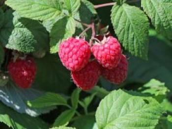 Himbeere &#8218;Tulameen&#8216;, 60-100 cm, Rubus idaeus &#8218;Tulameen&#8216;, Containerware