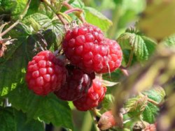 Himbeere &#8218;Twotimer ® Sugana ®&#8216;, 40-60 cm, Rubus idaeus &#8218;Twotimer ® Sugana ®&#8216;, Containerware