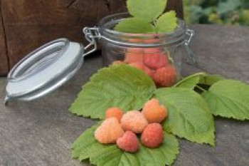 Himbeere 'Valentina' ®, 30-40 cm, Rubus idaeus 'Valentina' ®, Containerware