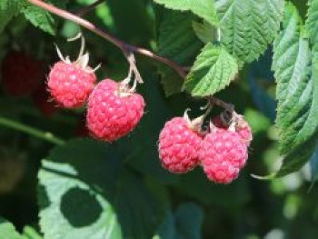 Himbeere &#8218;Veten&#8216;, 40-60 cm, Rubus idaeus &#8218;Veten&#8216;, Containerware