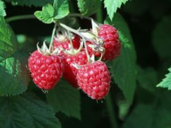 Himbeere 'Willamette', 20-30 cm, Rubus idaeus 'Willamette', Containerware