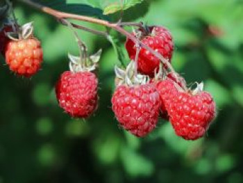 Himbeere 'ZEFA 3 Herbsternte', 20-30 cm, Rubus idaeus 'ZEFA 3 Herbsternte', Containerware