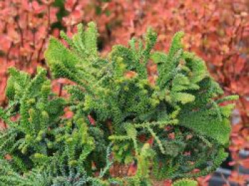 Hinoki-Scheinzypresse 'Birgit', 15-20 cm, Chamaecyparis obtusa 'Birgit', Containerware