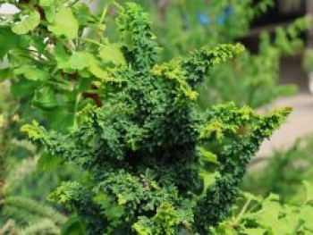 Hinoki-Scheinzypresse 'Chirimen', 25-30 cm, Chamaecyparis obtusa 'Chirimen', Containerware