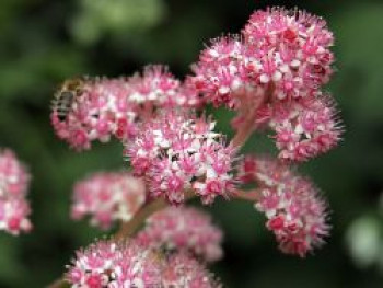 Hinris-Schaublatt, Rodgersia henrici, Topfware