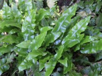 Hirschzungenfarn, Asplenium scolopendrium, Topfware