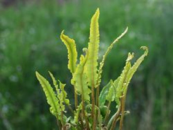 Hirschzungenfarn 'Angustatum', Asplenium scolopendrium 'Angustatum', Topfware