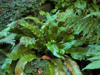 Welliger Hirschzungenfarn &#8218;Undulatum&#8216;, Asplenium scolopendrium &#8218;Undulatum&#8216;, Topfware