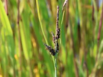 Hirse-Segge, Carex panicea, Topfware